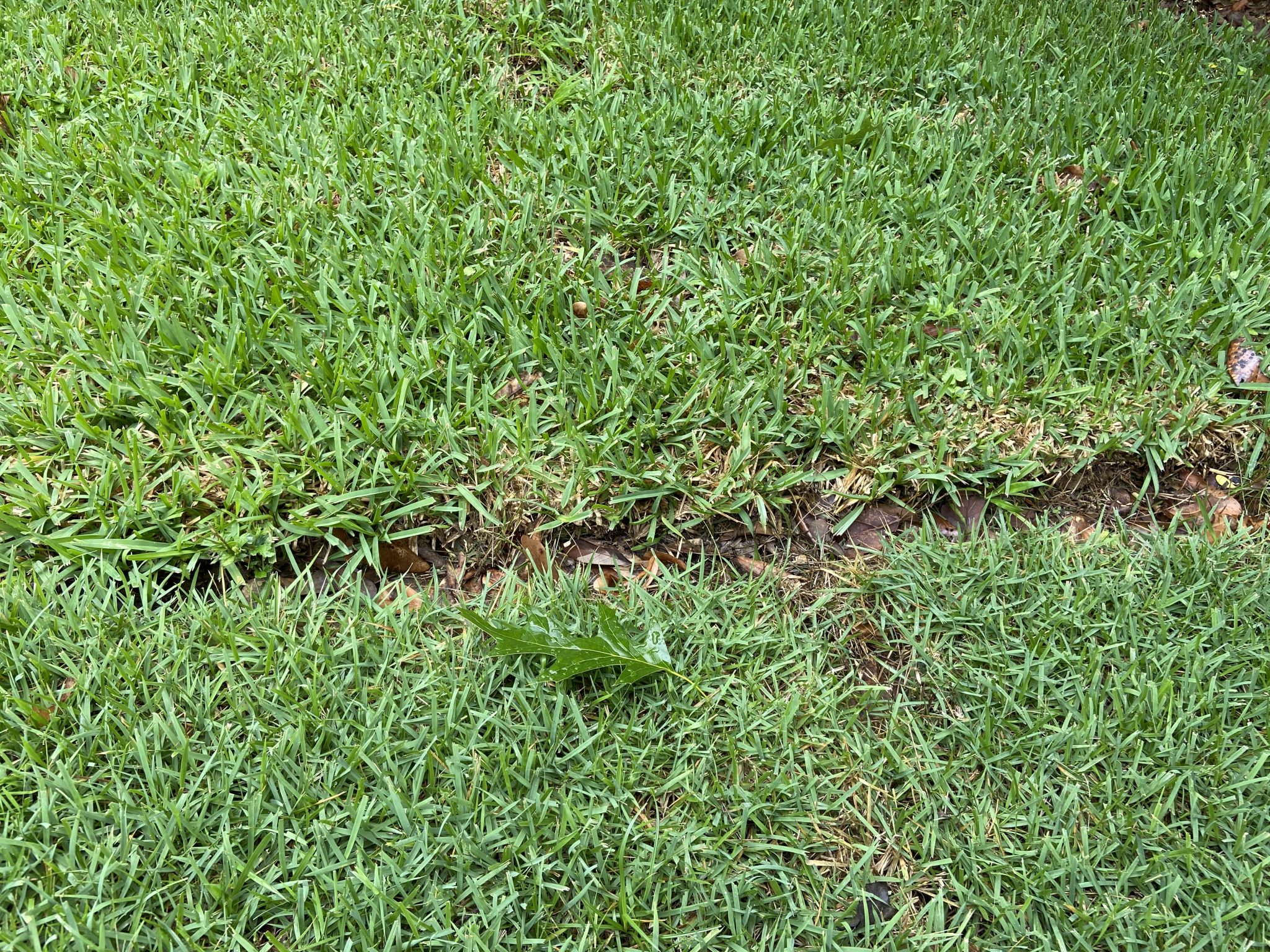 Palisades Zoysia Grass Vs St Augustine Grass Palisades Zoysia