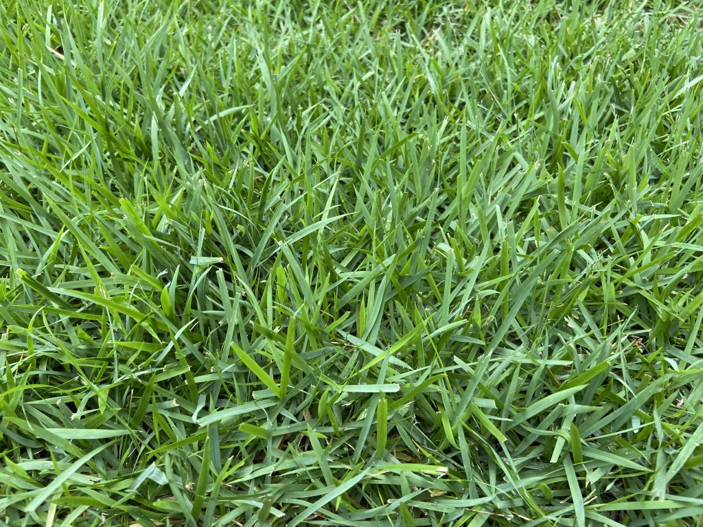 Palisades Zoysia Grass sod