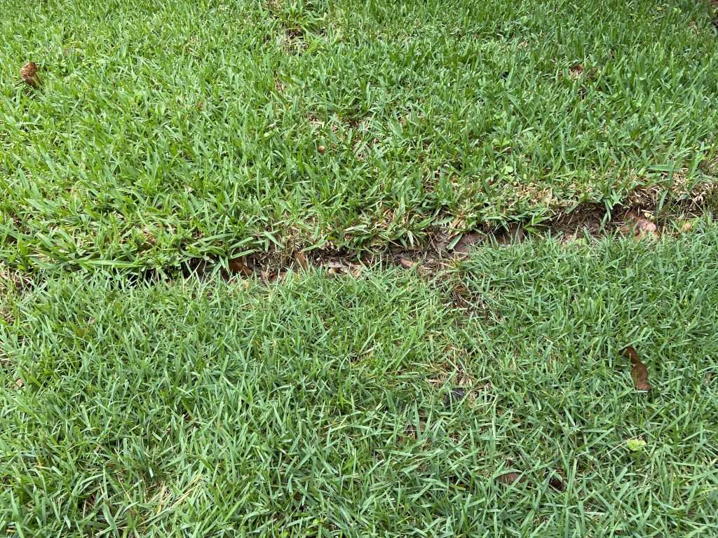 palisades zoysia grass vs st. augustine grass